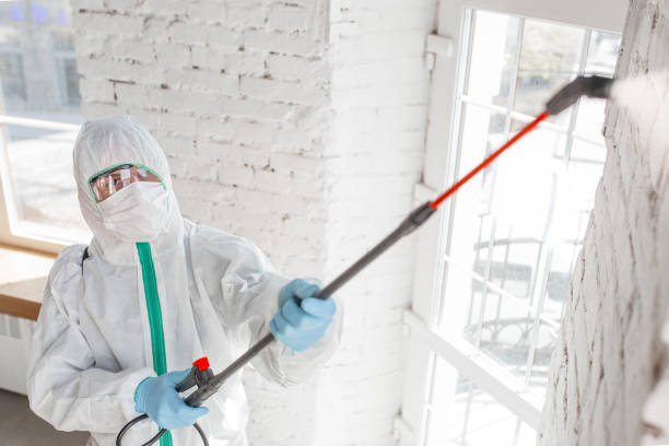 Best Attic Mold Removal  in Rosebud, TX